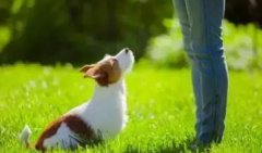 讓狗狗安靜的七大方法，你知道嗎？