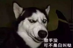 您家狗狗是不是也叫“撒手沒”？