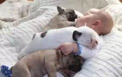 <b>怎么判別狗狗認你做主人？</b>