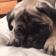 狗狗的一封道歉信，看完我哭了......