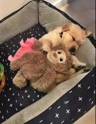 這幾件事你可能經常做，但是卻不知道傷了狗狗