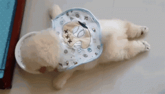 狗狗懶出新境界，只有你想不到，沒有它們做不