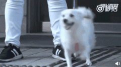 狗，真是人類最好的朋友嗎？