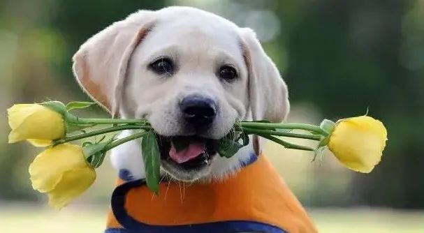 感動！原來狗狗這些表現，都是愛的證明