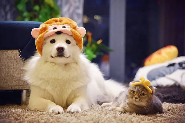 過年啦，家里的貓貓狗狗你是怎么安排的呢？快來看看
