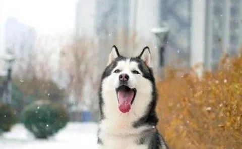 狗狗愛叫怎么辦？這六招，教給你