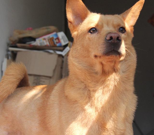 不要隨便打狗狗，否則后果會很嚴重