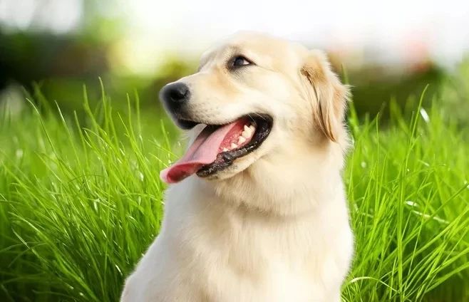 狗狗挑食不愛吃飯，究竟怎么回事？！