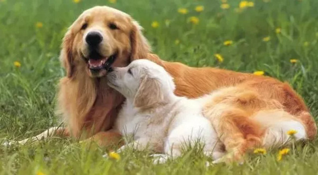 春季貓狗毛發滿天飛，如果是病理性掉毛，鏟屎官們要注意了！