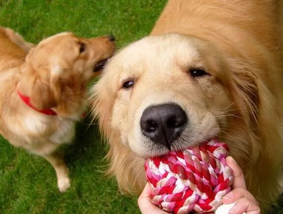 人生樂趣，從養一只金毛犬開始吧