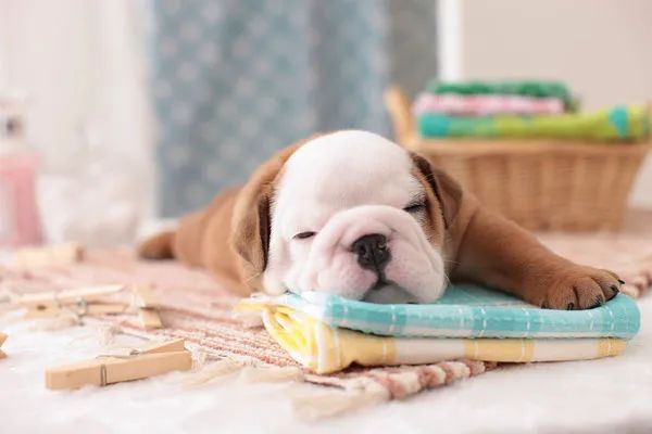 冬天給狗狗梳毛時總有靜電怎么辦？