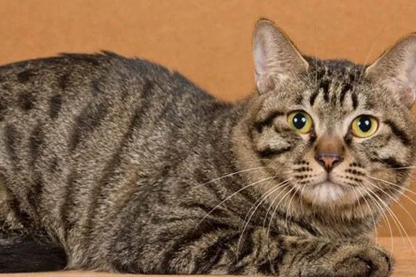 今天我們來盤點一下五種熱門的寵物貓，來看看你家的貓咪上榜了嗎？