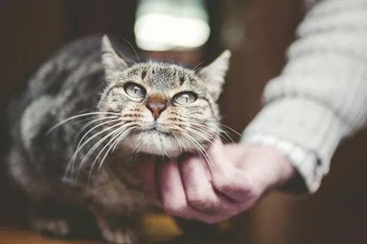 元旦丨新的一年，寵愛有加