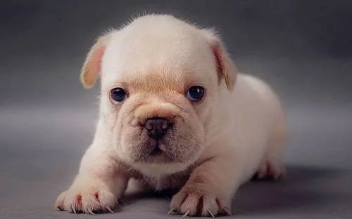 幼犬喂食的5個要點！小狗身體虛弱，主人可要注意了！